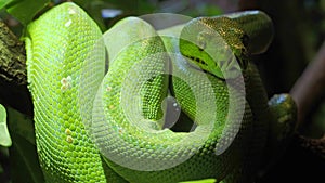 Green tree python Morelia viridis close-up. Portrait art