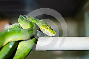 The green tree python morelia viridis.