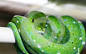 The green tree python morelia viridis.