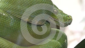 Green tree python Morelia viridis