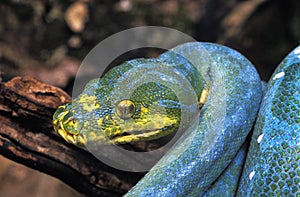 Green Tree Python, morelia viridis, Head of Adult with golden Eye