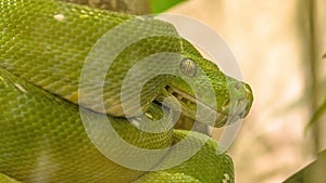 Green tree python Morelia viridis