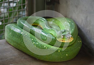 Green tree python Morelia viridis In the nick.