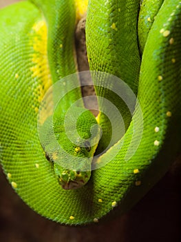 Green tree python