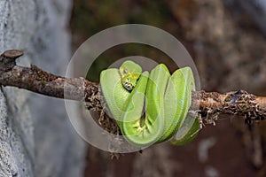 A green tree python Morelia viridis sleeps on a tree branch