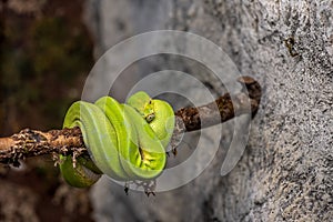 A green tree python Morelia viridis sleeps on a tree branch