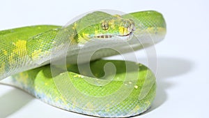 Green Tree Python Morelia viridis snake biak isolated on white background
