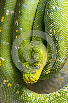 Green tree python (Morelia viridis), snake in close-up view