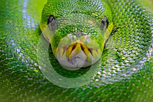 Green tree python, Morelia viridis, snake from Indonesia, New Guinea. Detail head portrait of snake, in the forest. Reptile in the