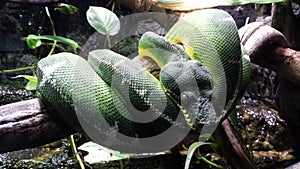 Green Piton photo