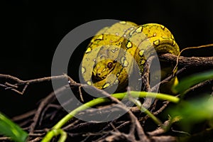 The green tree python (Morelia viridis) is a species of snake in the family Pythonidae