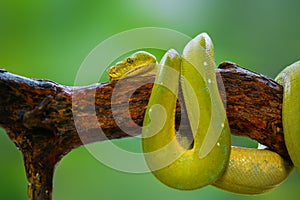 Green python tree  on branch  in tropical garden