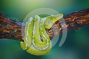 Green python tree on  branch in  tropical garden