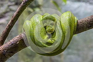 The green tree python Morelia viridis