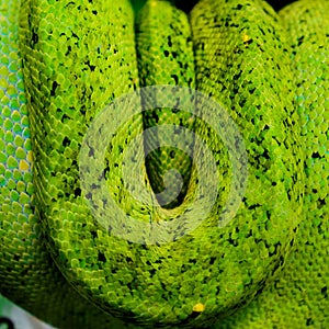 The Green Tree Python Morelia viridis is a tree-dwelling snake of the genus Rhodanis pythons Morelia
