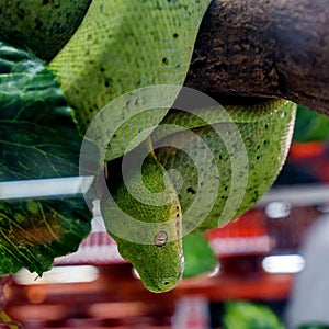 The Green Tree Python Morelia viridis is a tree-dwelling snake of the genus Rhodanis pythons Morelia