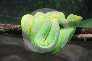 Green tree python portrait photographs