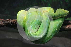 Green tree python portrait photographs