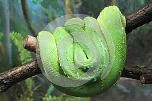 Green tree python portrait photographs