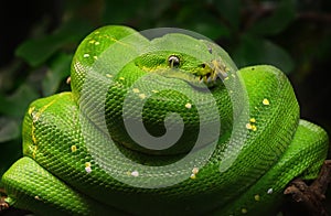 Green tree python profile portrait close up