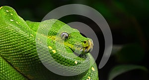 Green tree python profile portrait close up