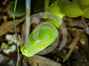 Green Tree Python in Queensland Australia