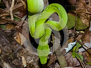 Green Tree Python in Queensland Australia