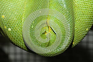 green tree python skin