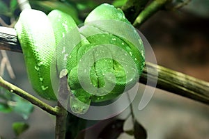 Green tree python snake on a branch. Morelia viridis