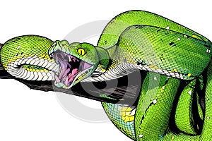 green tree python snake branch ready attack chondropython