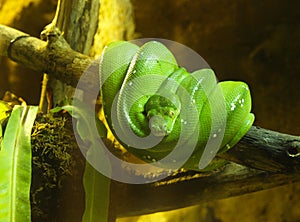 Green Tree Python Snake - Chondropython Viridis