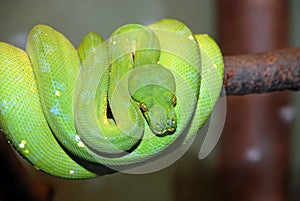 Green tree python snake, Chondropython viridis photo