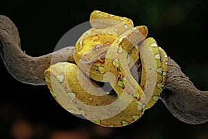 The green tree python snake photo