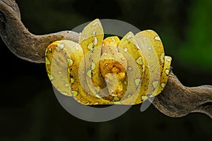 The green tree python snake photo