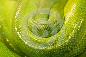 Green Tree Python Snake Skin Close-up