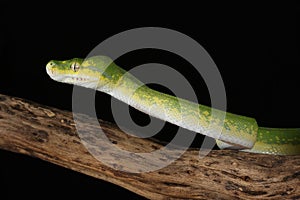Green Tree Python - Studio Captured image