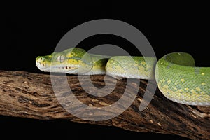 Green Tree Python - Studio Captured image