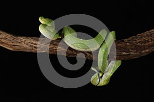 Green Tree Python - Studio Captured image