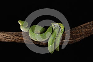Green Tree Python - Studio Captured image