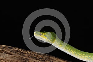 Green Tree Python - Studio Captured image