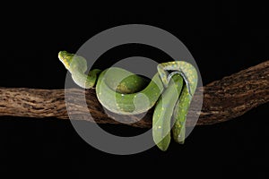 Green Tree Python - Studio Captured image