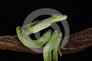 Green Tree Python - Studio Captured image