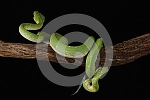 Green Tree Python - Studio Captured image