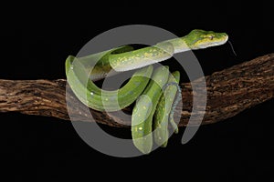 Green Tree Python - Studio Captured image