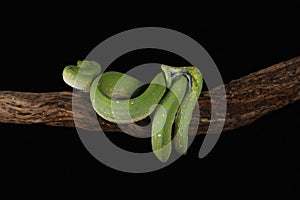 Green Tree Python - Studio Captured image