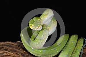 Green Tree Python - Studio Captured image