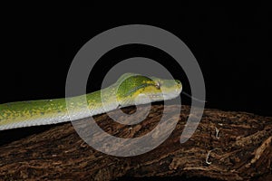Green Tree Python - Studio Captured image