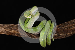 Green Tree Python - Studio Captured image