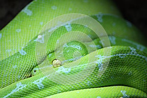 green tree python in the terrarium in Germany