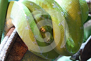 Green tree python in the terrarium in Germany